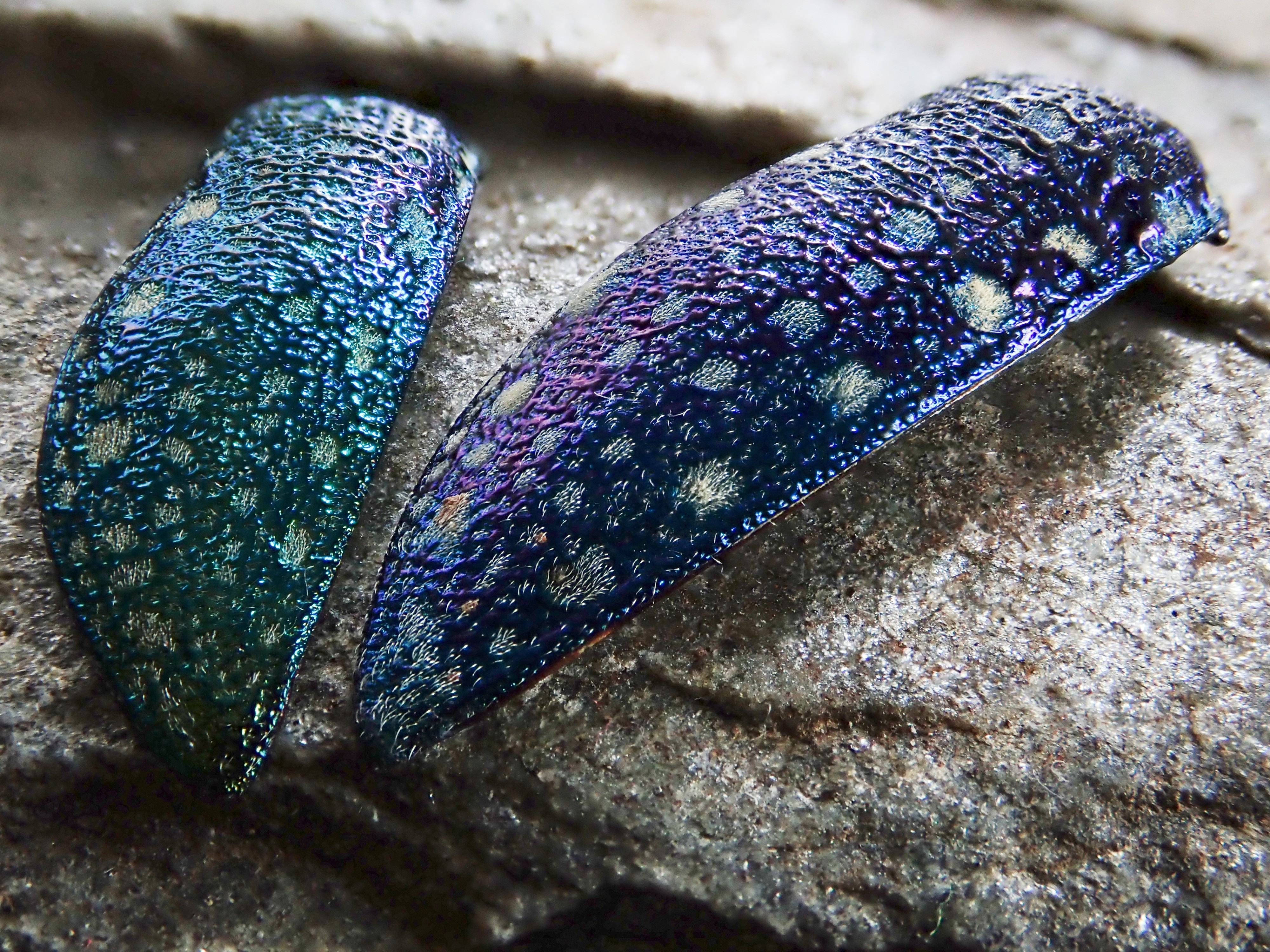 length of wings: 20 & 24 mm , 4000 x 3000 px resolution