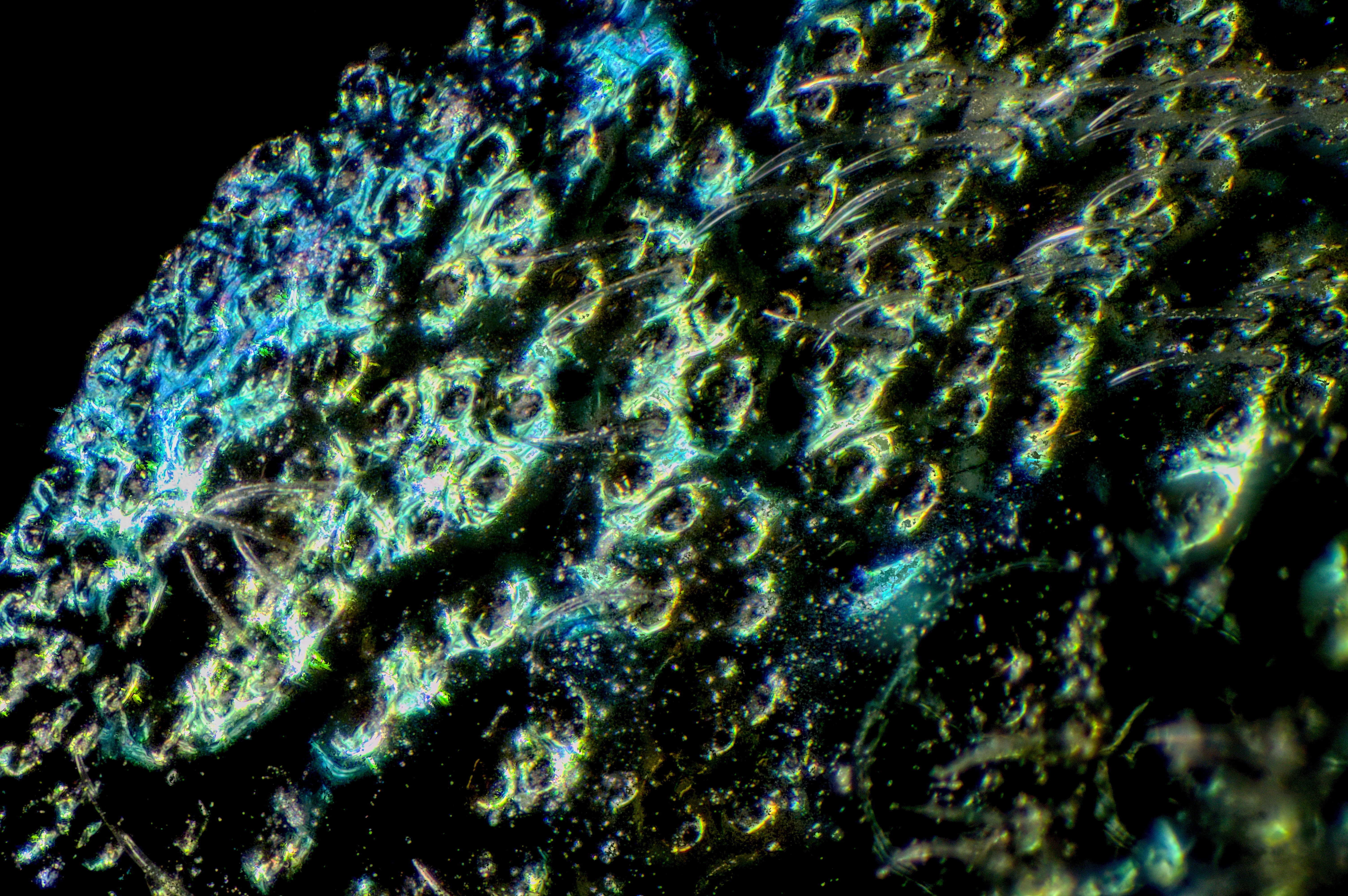 GF Planachromat 25x / 0.50 , field of view = 1.0 x 0.66 mm