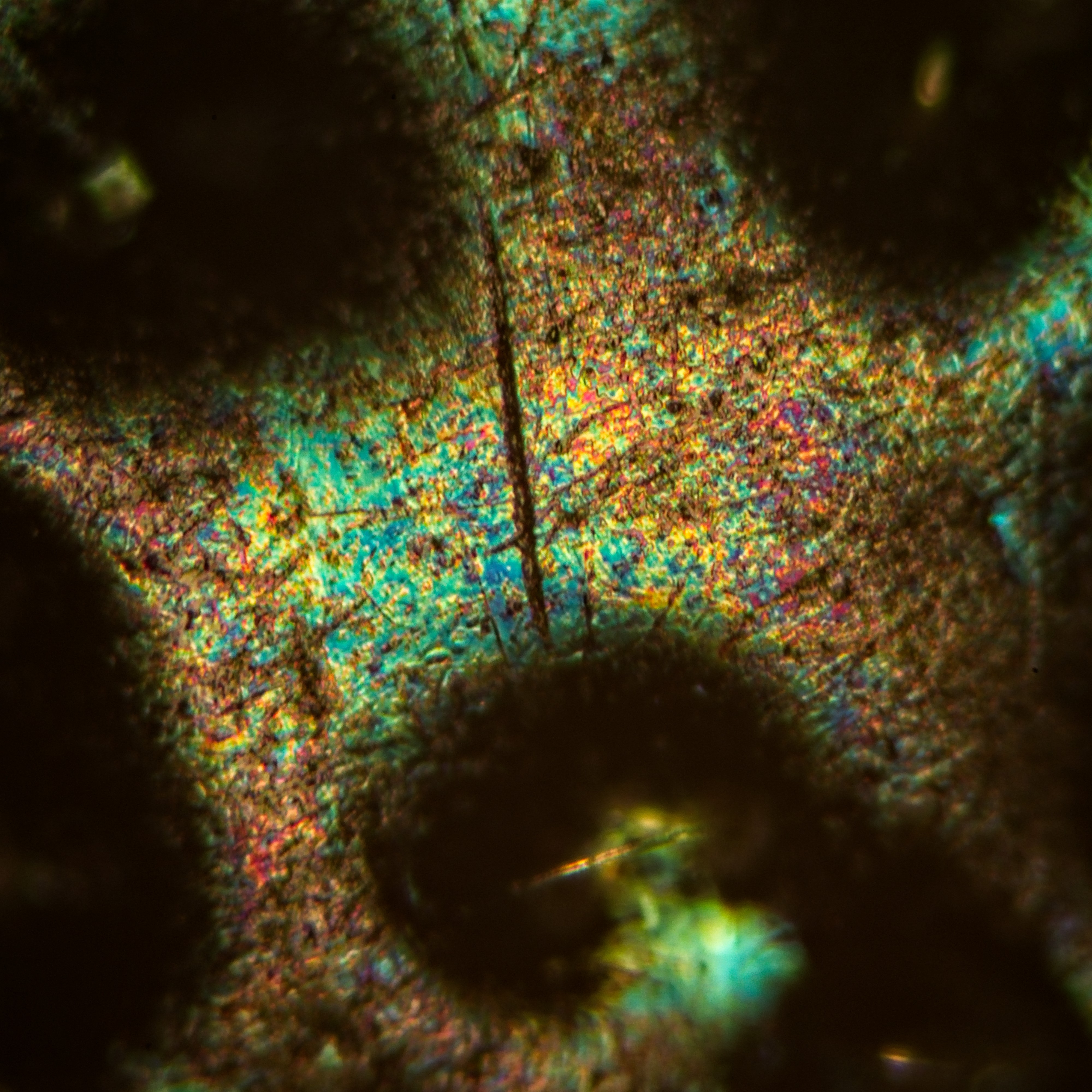 GF Planachromat HI 100x / 1.30 , field of view = 0.11.0 x 0.11 mm